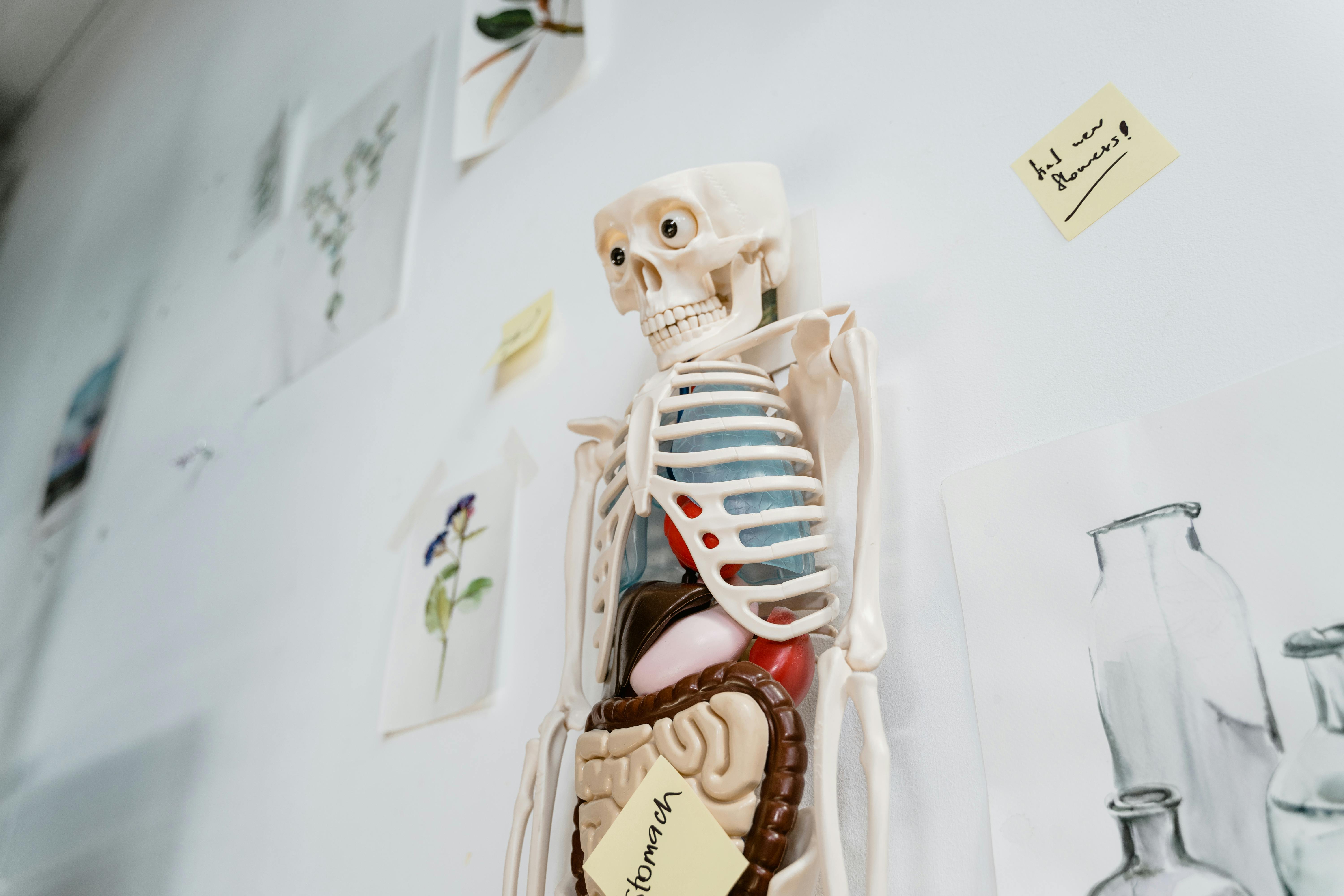 Best Anki Decks for Medical Students (2025 Edition)
